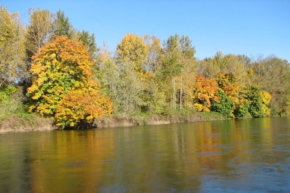 Fall foliage on Willamette River by Cari Garrigus