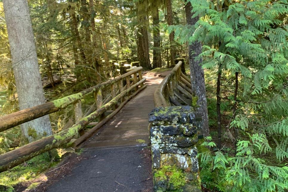 McKenzie River Trail without hikers or bikers.