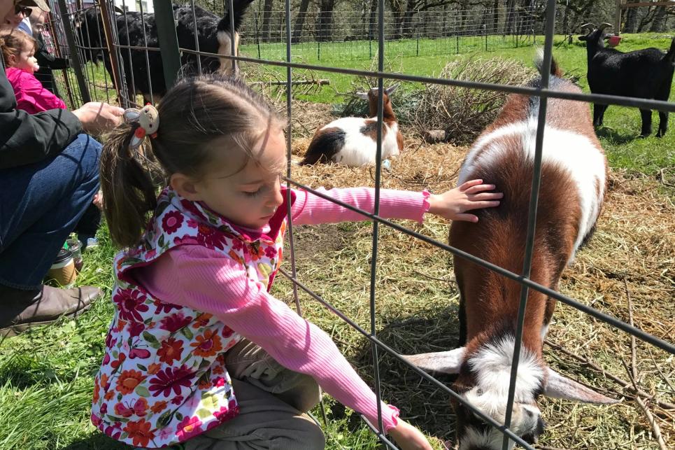 Feeding Goats at Northern Lights Christmas Tree Farm by Taj Morgan