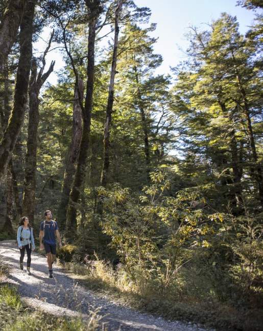 People walking through native bush on the Routeburn Track