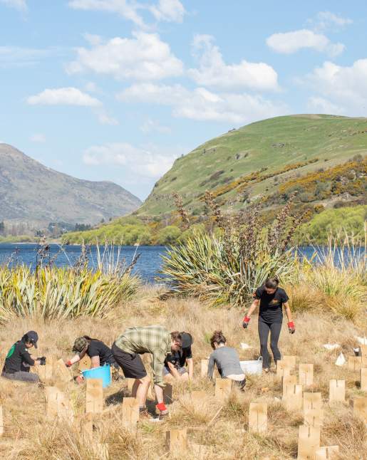 Group of volunteers planting at Lake Hayes