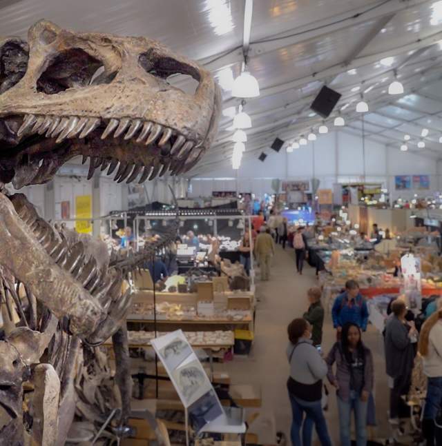 large fossil of a T rex skull siting above a convention of booths at the Tucson Gem Show