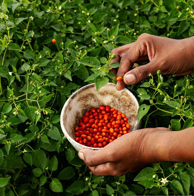 Hands reaching over bush putting Chiltepins into a basket