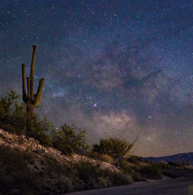 desert landscape with a saguaro cactus, desert brush, and a night sky filled with stars