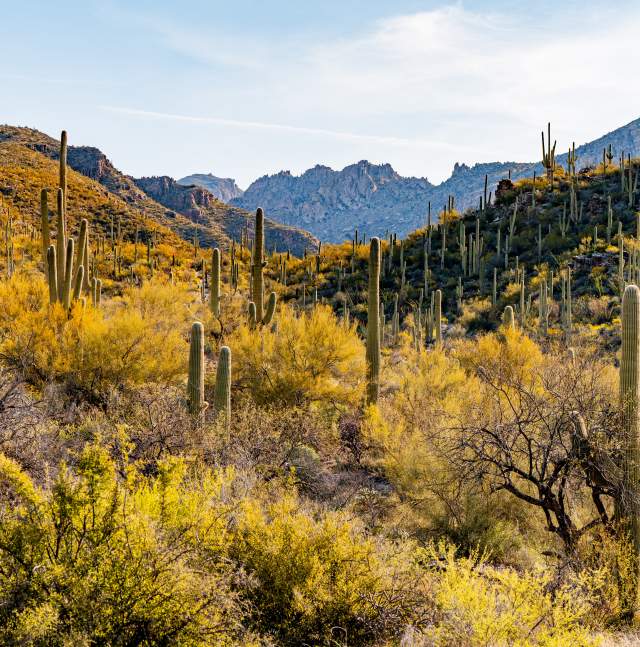 A lush desert landscape with mountains of saguaro cacti, palo verde and blooming yellow desert brush
