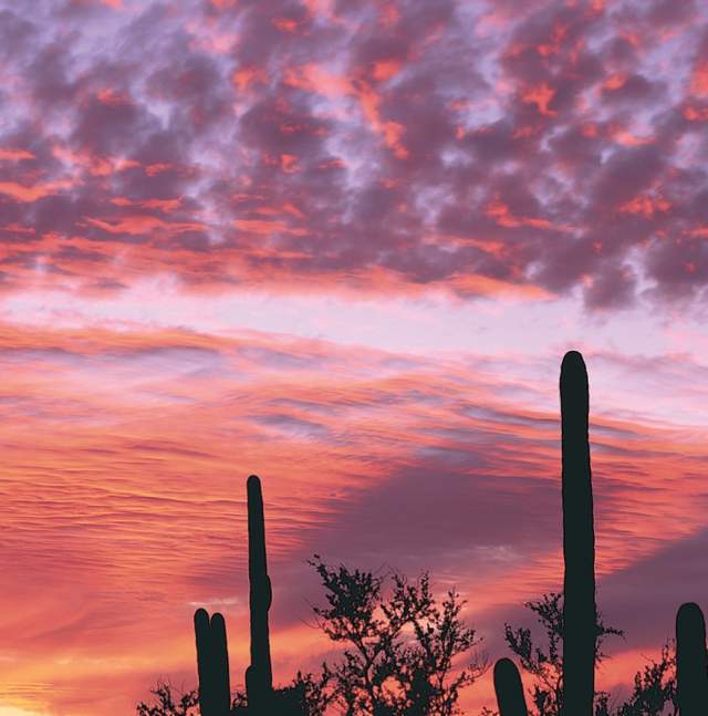 wild sunset cactus saguaro