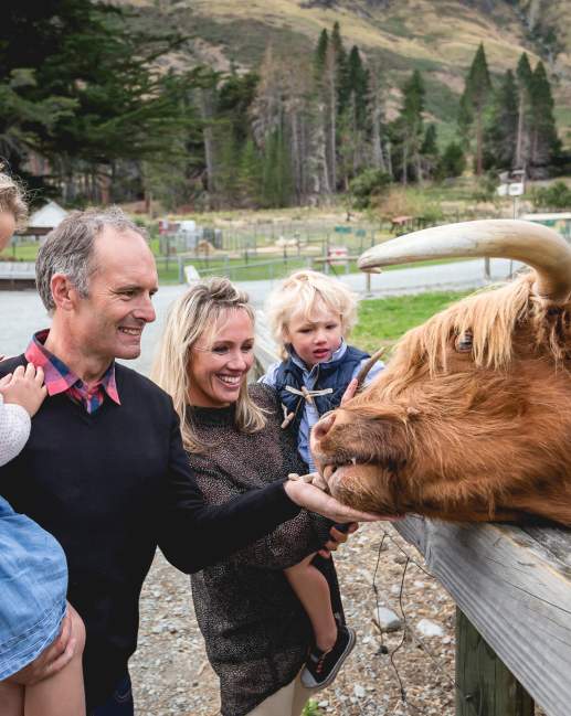 Highland Cattle at Walter Peak Farm