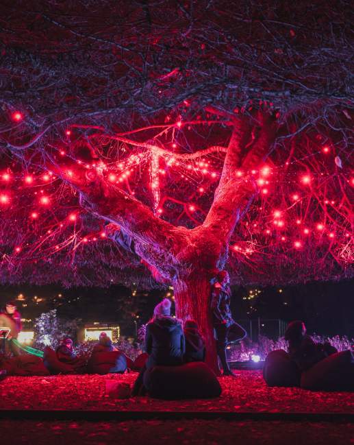 People interacting with illuminating light display under a tree