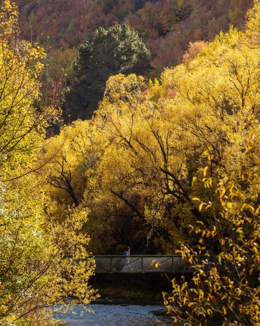 Person walking across bridge over a river surrounded by yellow trees