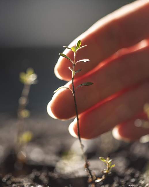 Hand touching a native seedling plant