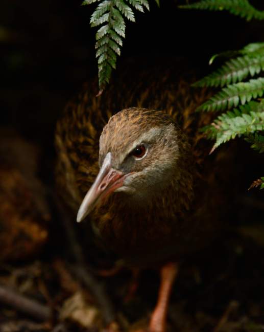 Weka - Kiwi Birdlife Park