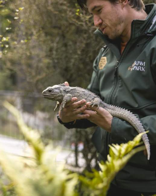 Kiwi Park staff member holding lizzard