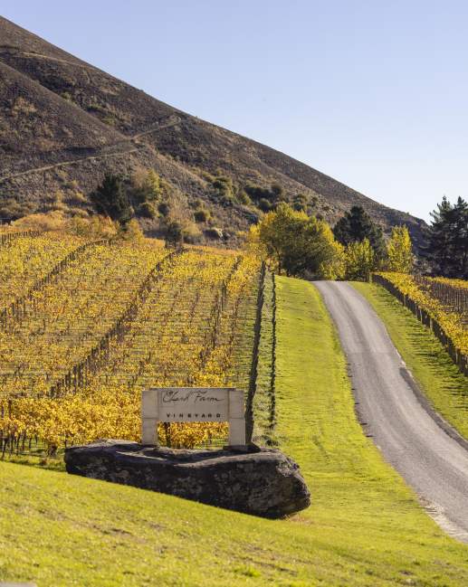 Road lined with vines in autumn