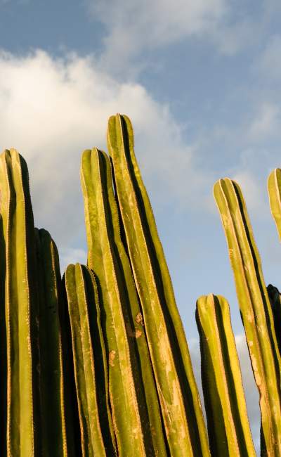 fotografía de cactus