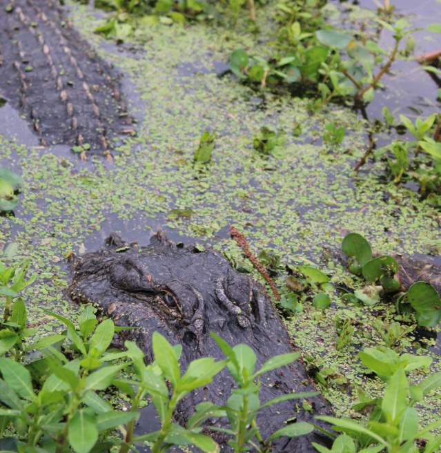 Copy of Alligator