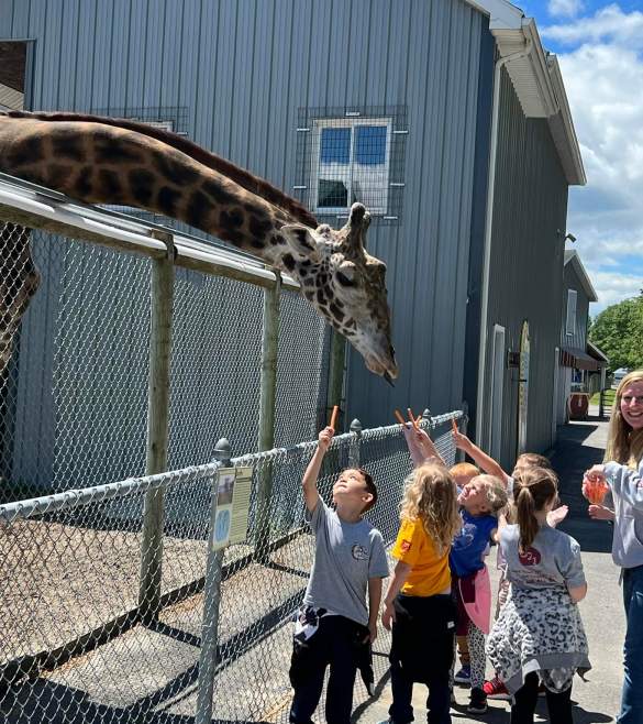 Giraffe leaning over high fence as children reach up to feed him.