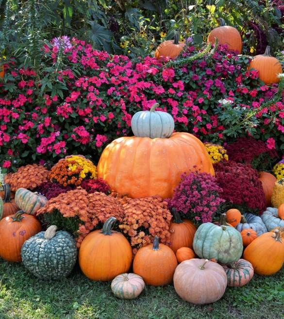 Fall pumpkins & flowers outside Spa State Park