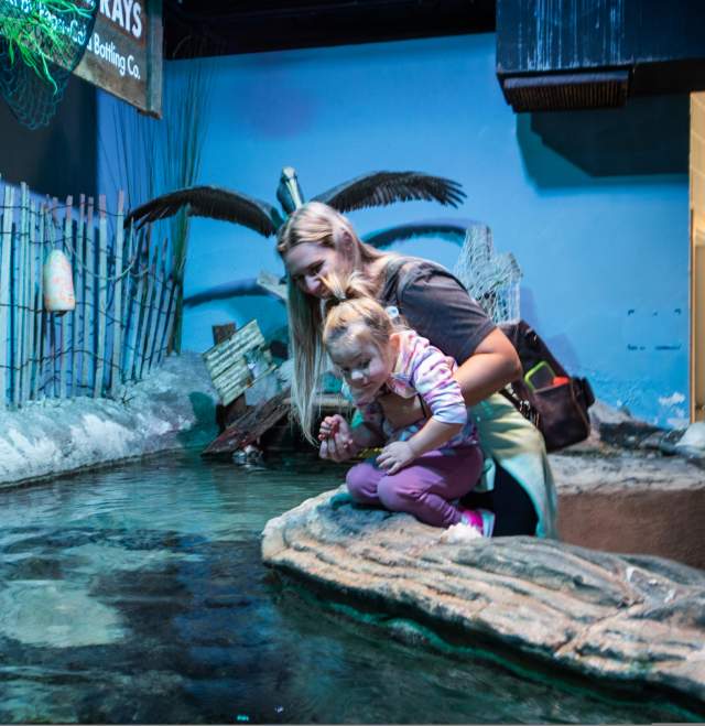 Catawba Science Center - Sting Ray - Kids