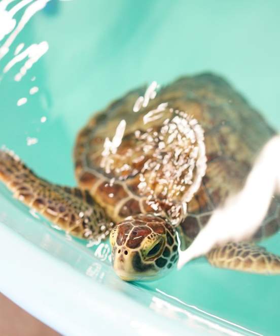 NEST seaturtle roanoke island aquarium