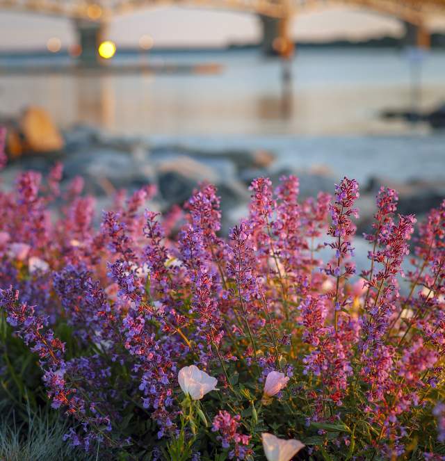 Sean Smith - Yorktown Beach Flowers