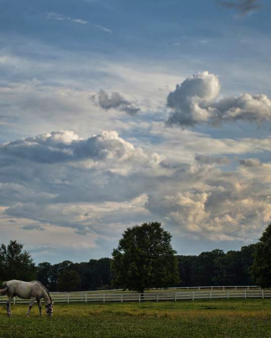 Horse out at Pasture in Loudoun County puzzle