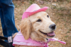 A golden retriever wearing a pink cowboy hat