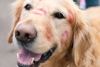 A golden retriever with lipstick kiss marks all over its face at Golden in Golden Colorado 2025