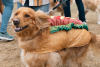 Katie And Joe On The Go 5 Goldens in Golden 2025