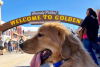 Golden Retriever Dog in Front of Welcome to Golden Arch