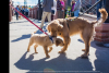 Video Thumbnail - youtube - Goldens in Golden - Feb. 5, 2022