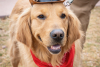 A golden retriever wearing a cowboy hat and bandana