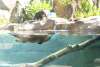 North American River Otter Exhibit at Fort Wayne Children's Zoo