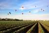 Farm field hot air balloons above