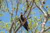 Osprey in Tree