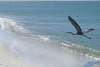 Great Blue Heron in Flight at Stump Pass Beach