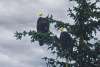 Male and Female Eagle sitting in a tree by the river