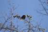 Eagle Watching in the Pocono Mountains