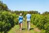 Walking through orchard, Dwellingup