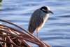 Bird in mangroves in Punta Gorda/Englewood Beach