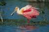 Roseate Spoonbill in shallow water