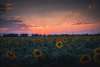 Sunflower Sunset ajipsen