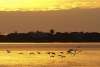 Birds in flight over Charlotte Harbor at Sunset
