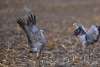 Sandhill Cranes