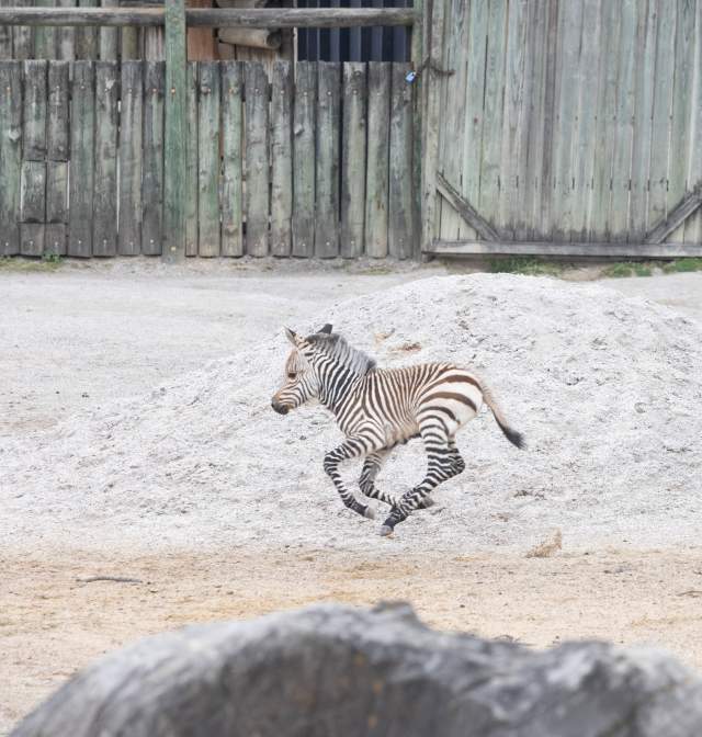 Zoo Zebra