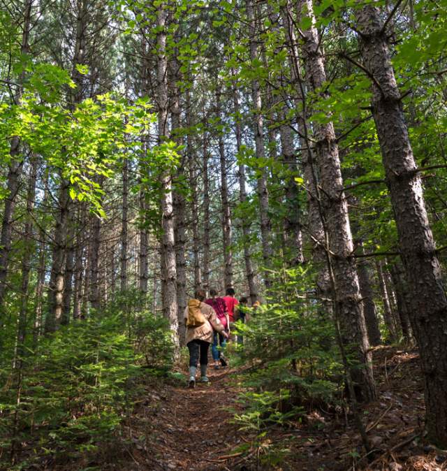 Family hikes on a trail through tall pine trees