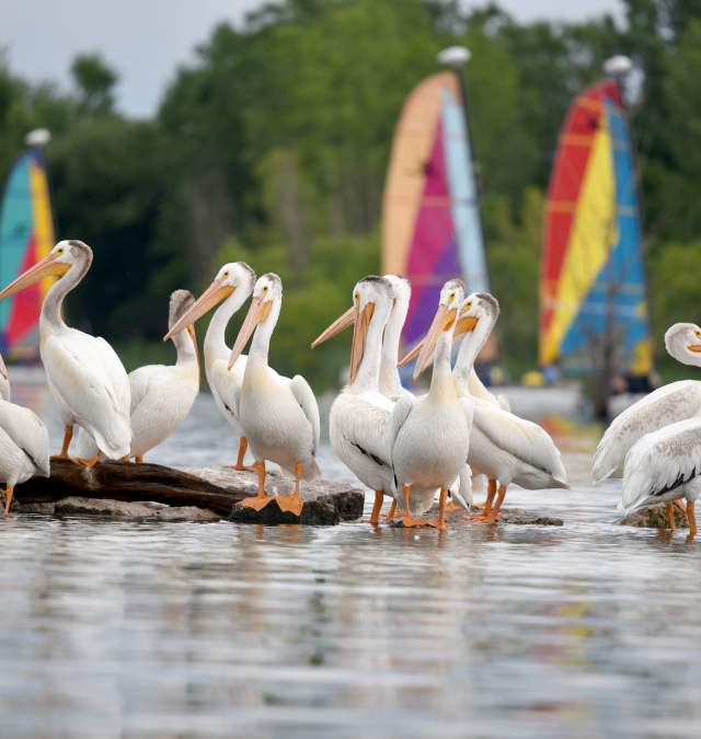 Pelicans on the bay