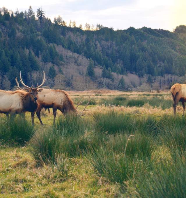Elk in a grassy valley