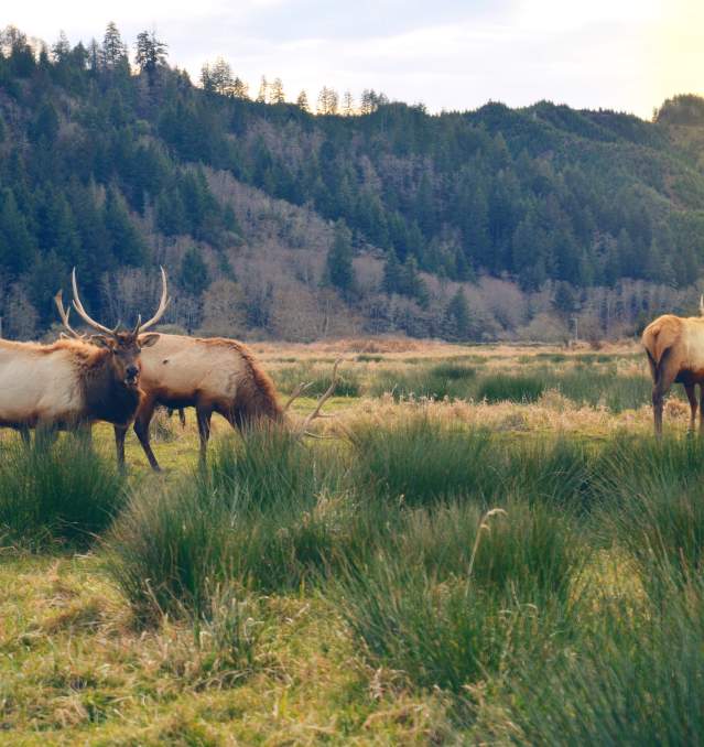Elk in a grassy valley
