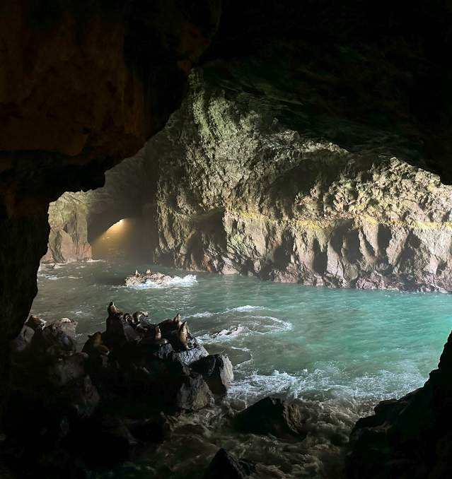 A view of Stellar Sea Lions on rocks surrounded by blue-green sea water in a large sea cave