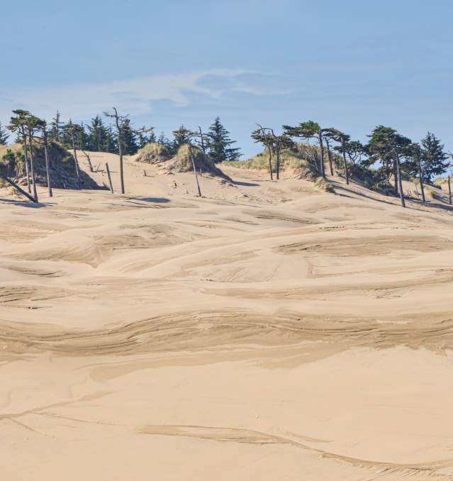 Wind swept sand dunes with trees at the top of the ridge.